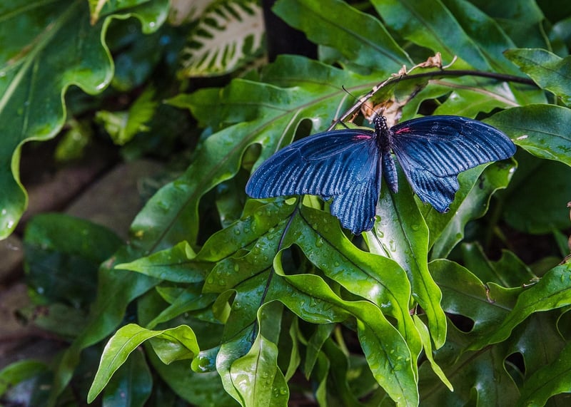 Garden Conservatory