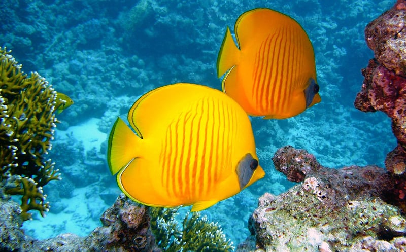 Underwater Paradise
